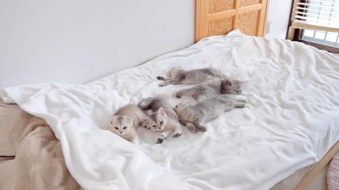 ベッドで眠る子猫達