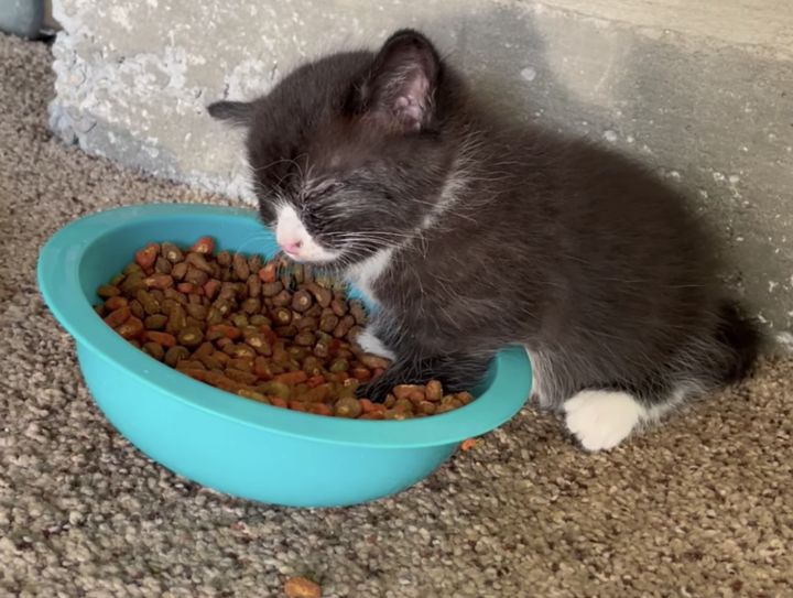 ごはんの時間。でも眠い、でも食べたい。睡魔と戦う子猫ちゃん。