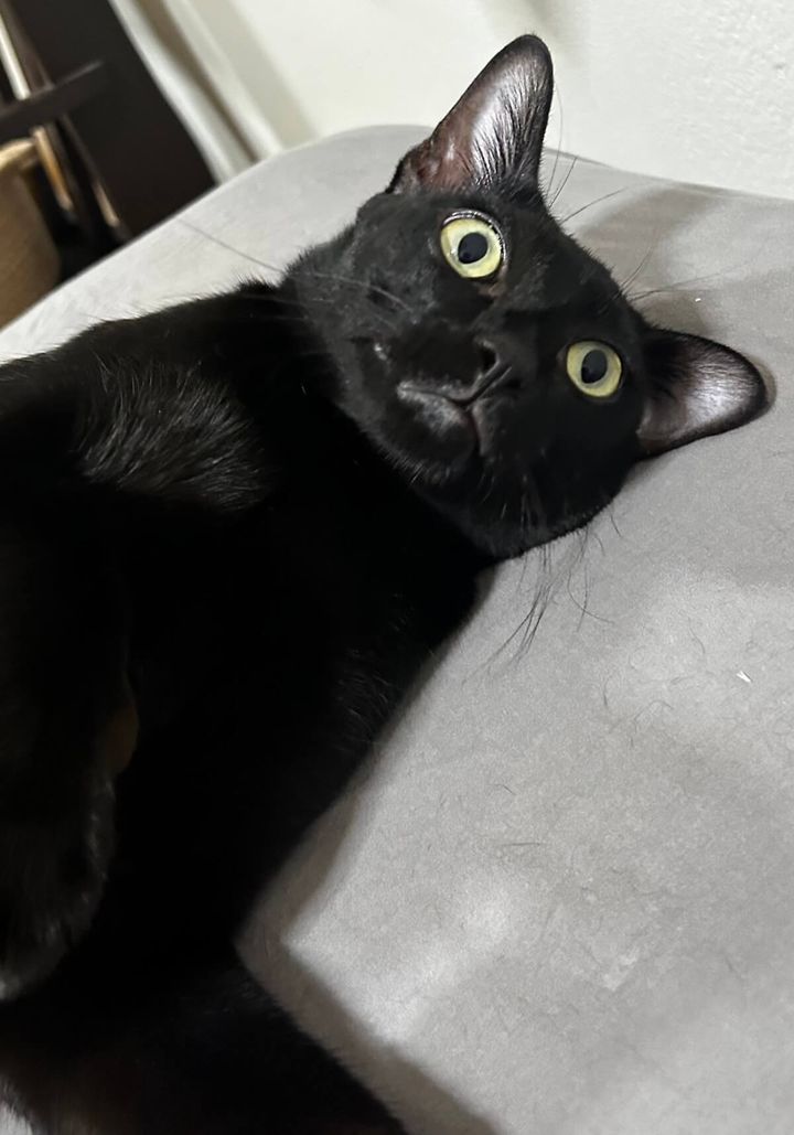 猫吸いされて虚無顔になる黒猫のウニちゃん