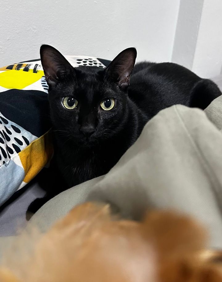 黒猫のウニちゃん