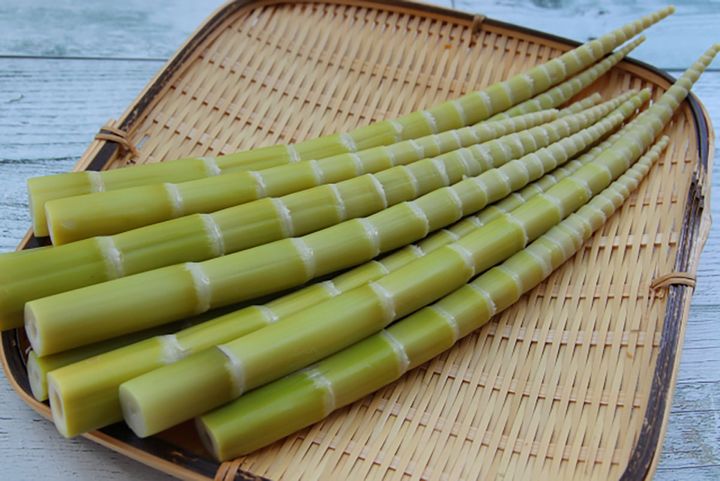 ▲タケノコの中では珍しい秋が旬の「四方竹」。アクが少ない特徴があります。