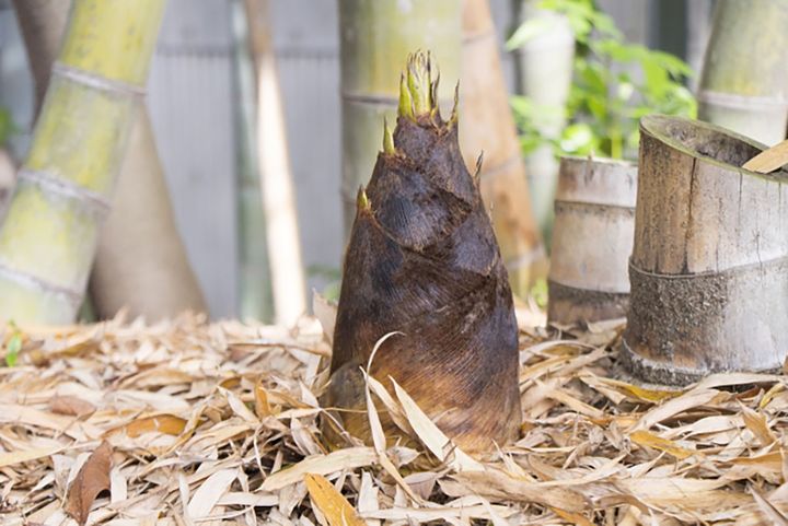 ▲一般的なタケノコ「孟宗竹」。堀りたてはアクが少なく、時間が経つとエグみが増します。