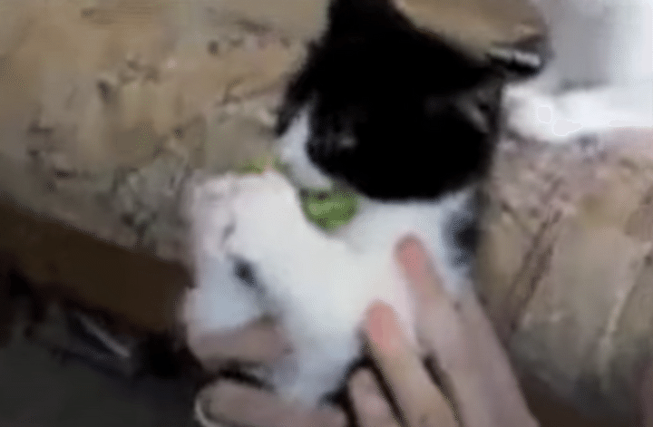 ブロッコリー大好き猫さん、その名も「ブロッコリー」！