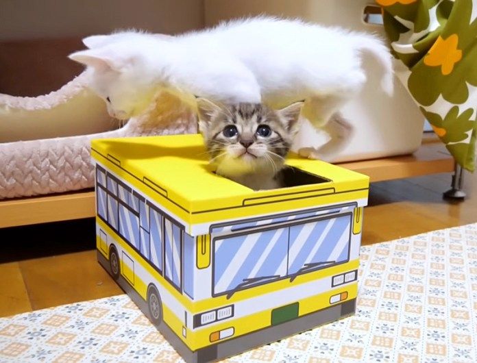 バスからチョッコリ子猫