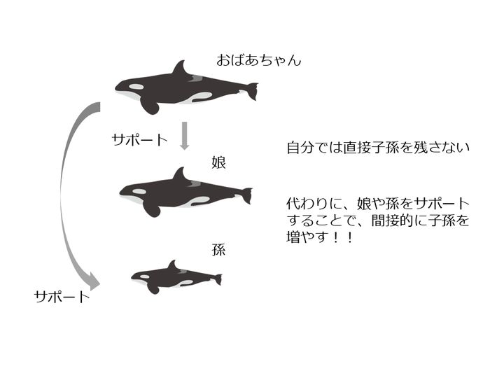 おばあちゃんは娘や孫をサポートする。