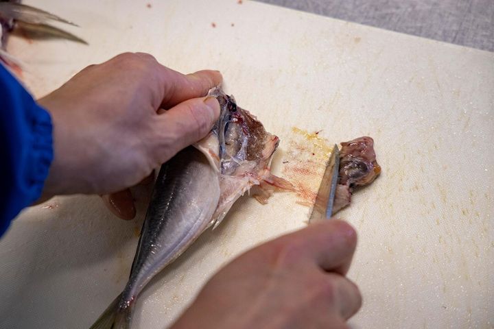 内臓をかき出す