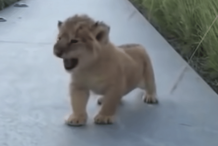 「がお〜っ、だぞ！」迫力ゼロの子ライオンの吠え方。