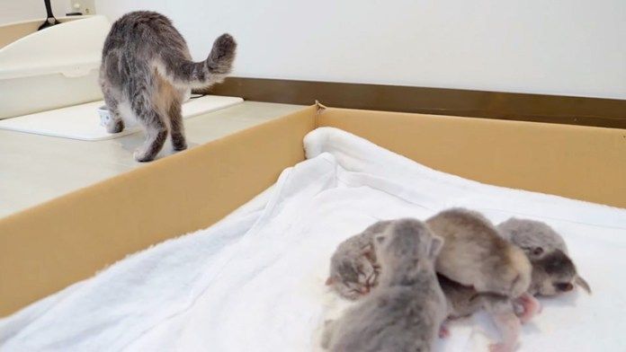 ご飯を食べに出かけた母猫