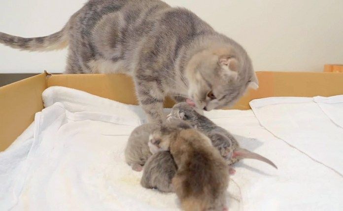 子猫達を毛づくろいする母猫