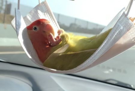 これはいいね！ ◯◯◯がインコのハンモックに早変わり♪
