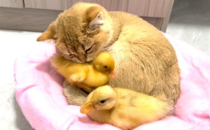 仲良しなヒナと子猫