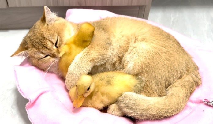 ヒナを抱きしめる子猫