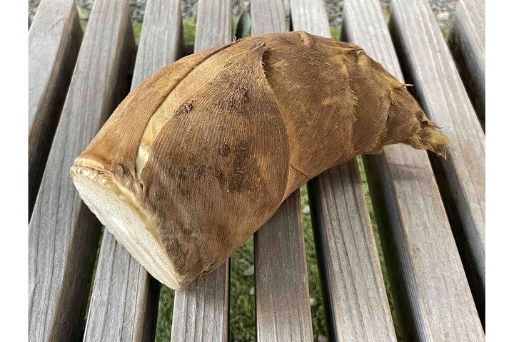 ▲穂先と皮の色、根元、太さ、重さがタケノコ選びのポイント。