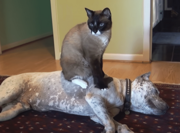 勇気あるなぁ 闘犬ピットブルの上に座る猫。