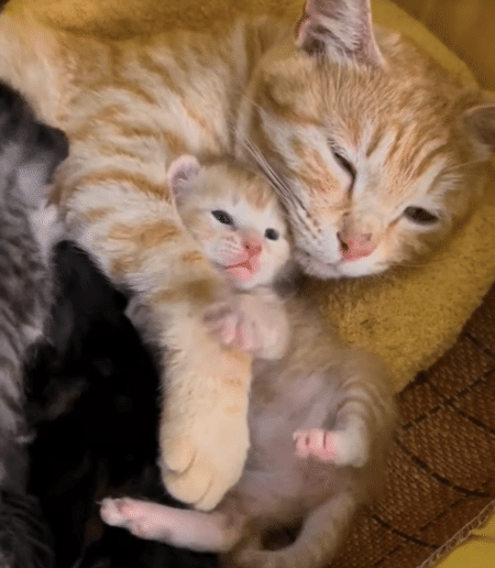 ママ猫さん「眠いのよ〜」と、ウトウトしながらも子育てを頑張る！