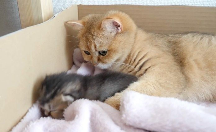 子猫に話しかける母猫