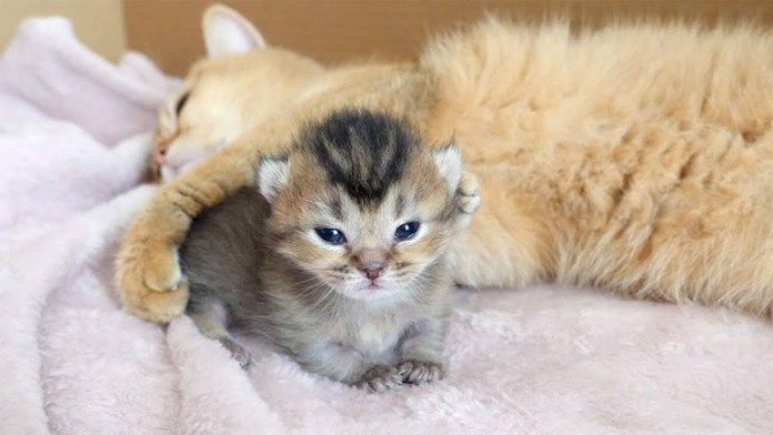 ついに目が開いた子猫