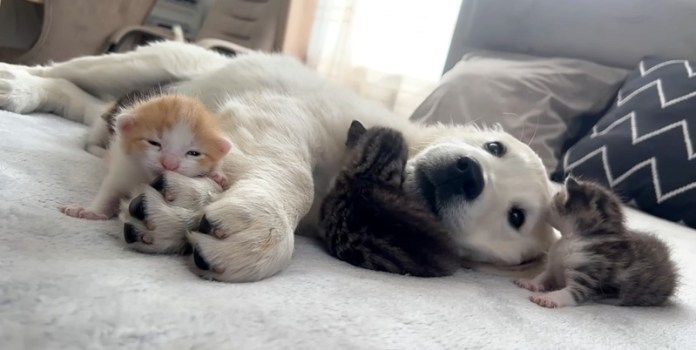 子犬に寄り添う子猫達