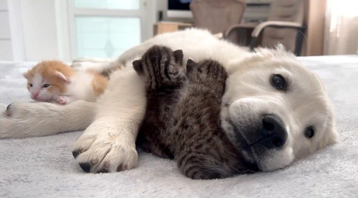 子犬に寄り添う子猫達