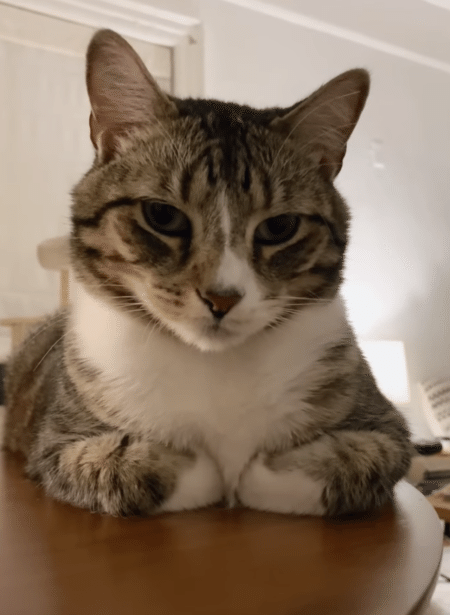 「お手手ナイナイ」する猫さんに、手はどこ？と聞いてみたら可愛い反応が♡