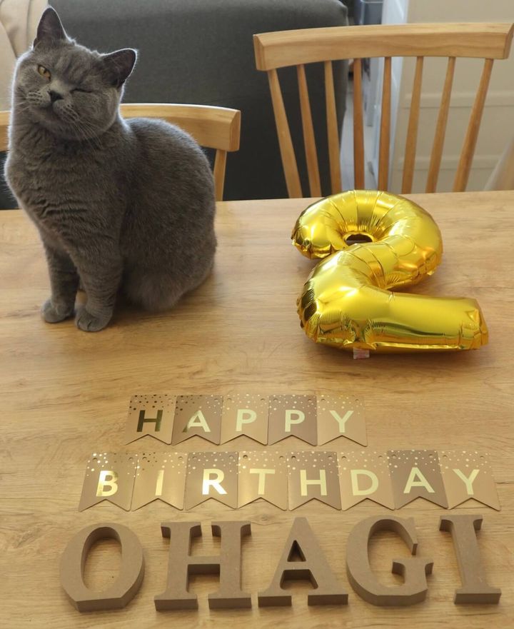 ブリティッシュショートヘアのおはぎ君