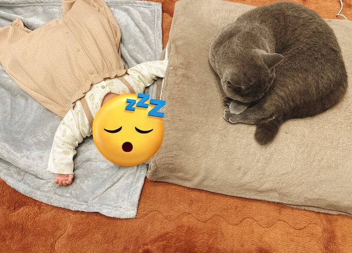 人間の赤ちゃんを見守る猫