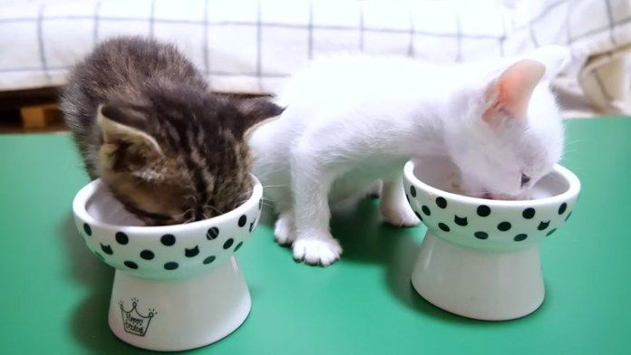 ご飯を食べる子猫達