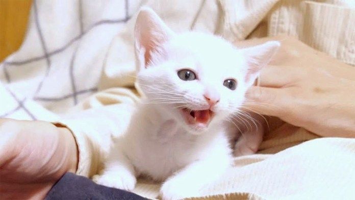 ご飯の匂いに大興奮の子猫