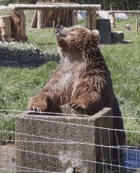 水遊び大好きクマさん！ うっとりした表情が可愛いぞ♡