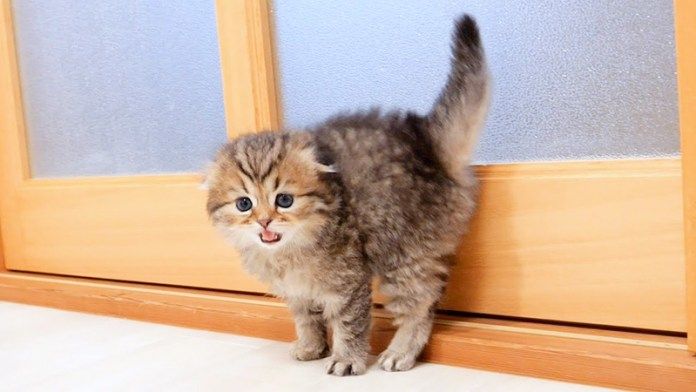 威嚇を覚えた子猫