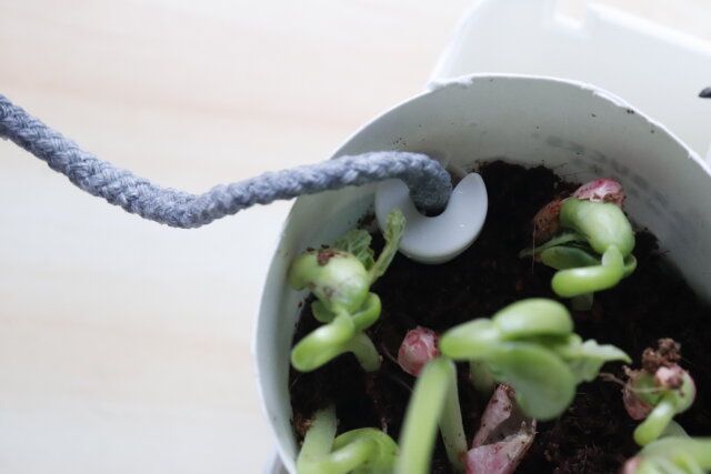 100均セリアの便利園芸グッズ