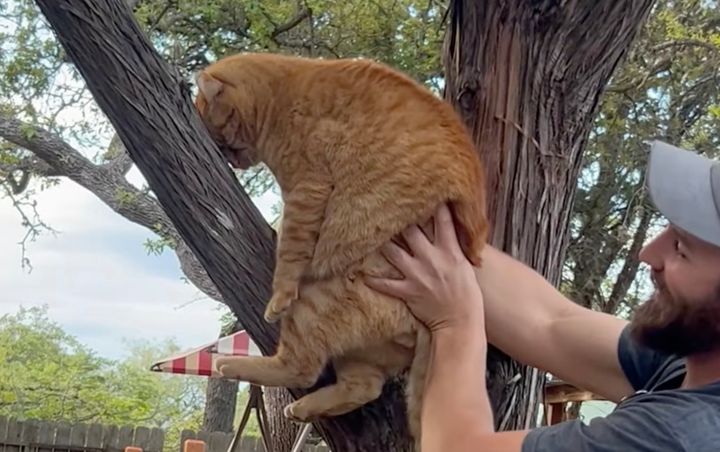 猫らしく木に乗ってよと抱かれた猫、興味を示さず塩対応