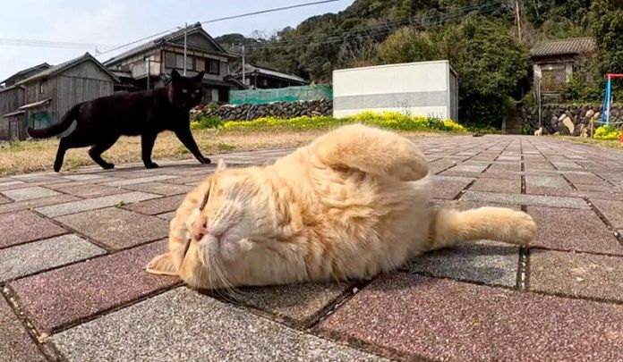 応援で出会った猫