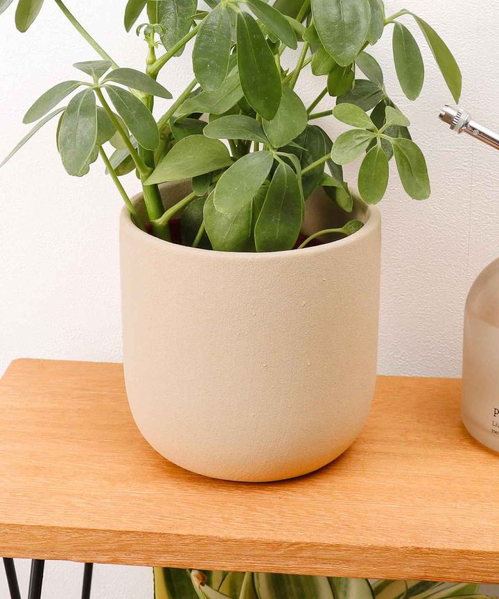 画像1: 出典：3COINS