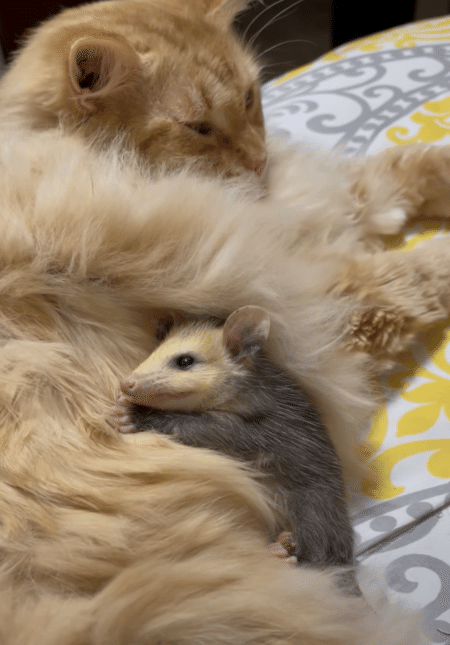 迷子になった野生動物、モフモフの猫さんに甘える。