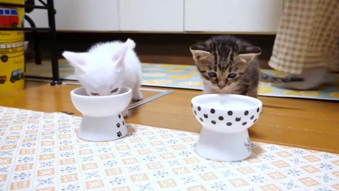オヤツを食べない子猫