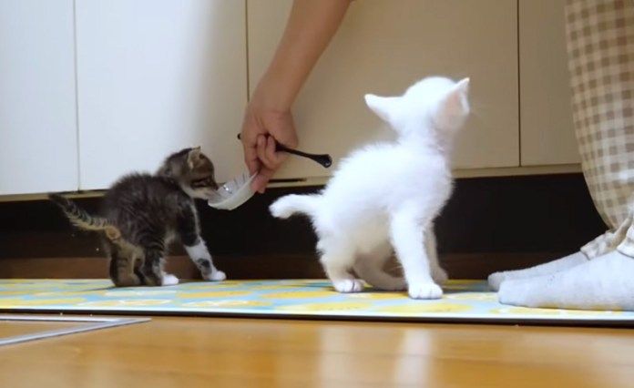 オヤツを少し食べる子猫