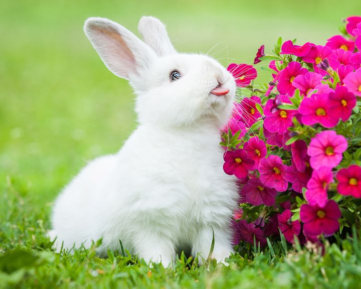 【うさぎ舌リップ11選】ちゅるちゅる質感×青みピンクが盛れすぎると鬼バズり！