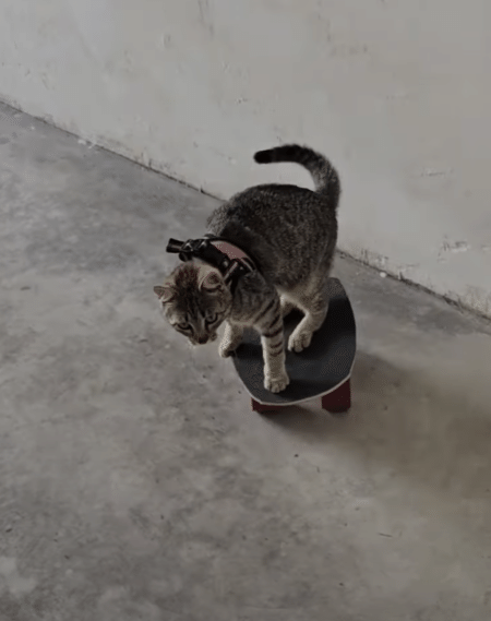 その技一体どうやってるの？ スケートボードを乗りこなす猫さん。