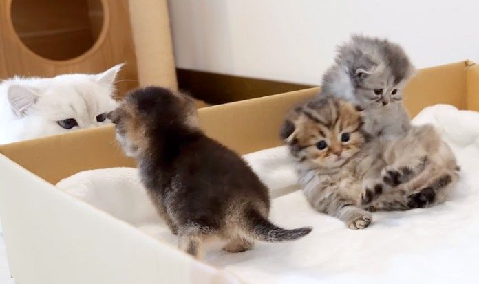 子猫達を見守る父猫