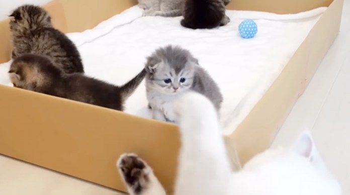 子猫達を外に出したくない父猫