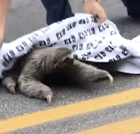 あ〜り〜が〜と〜♪ ゆっくりな動きでもちゃんとお礼するナマケモノ！