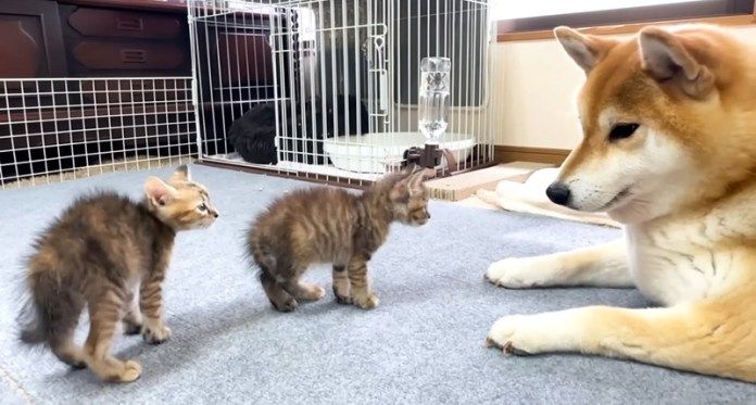 柴犬にドキドキの子猫達