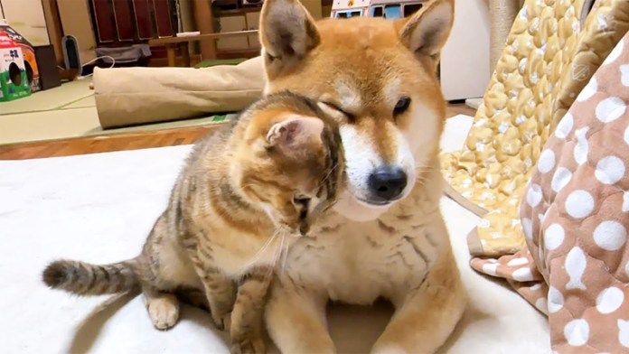 柴犬のことが大好きになった子猫