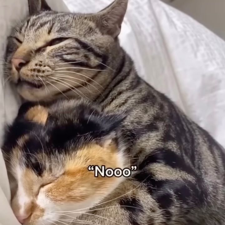 飼い主の歌に応えた律儀な猫、寝ぼけなまこで合いの手を入れる