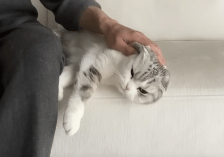 ナデナデしてくれないのかなー？ チラリと飼い主を見る猫さんが可愛い♡