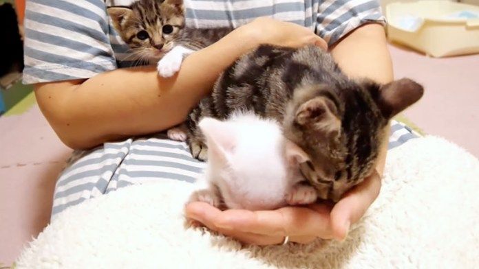 膝の上で甘える子猫達