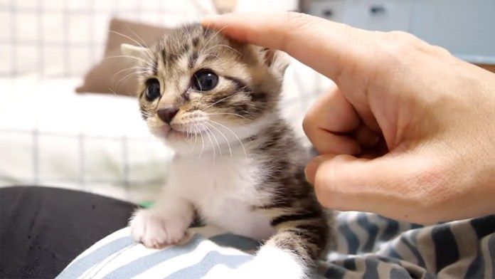 膝の上を独り占めする子猫