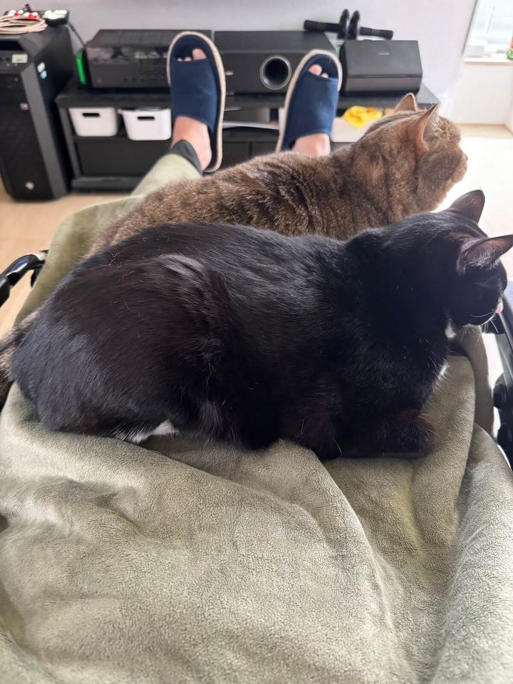 猫が乗って渋滞する膝の上