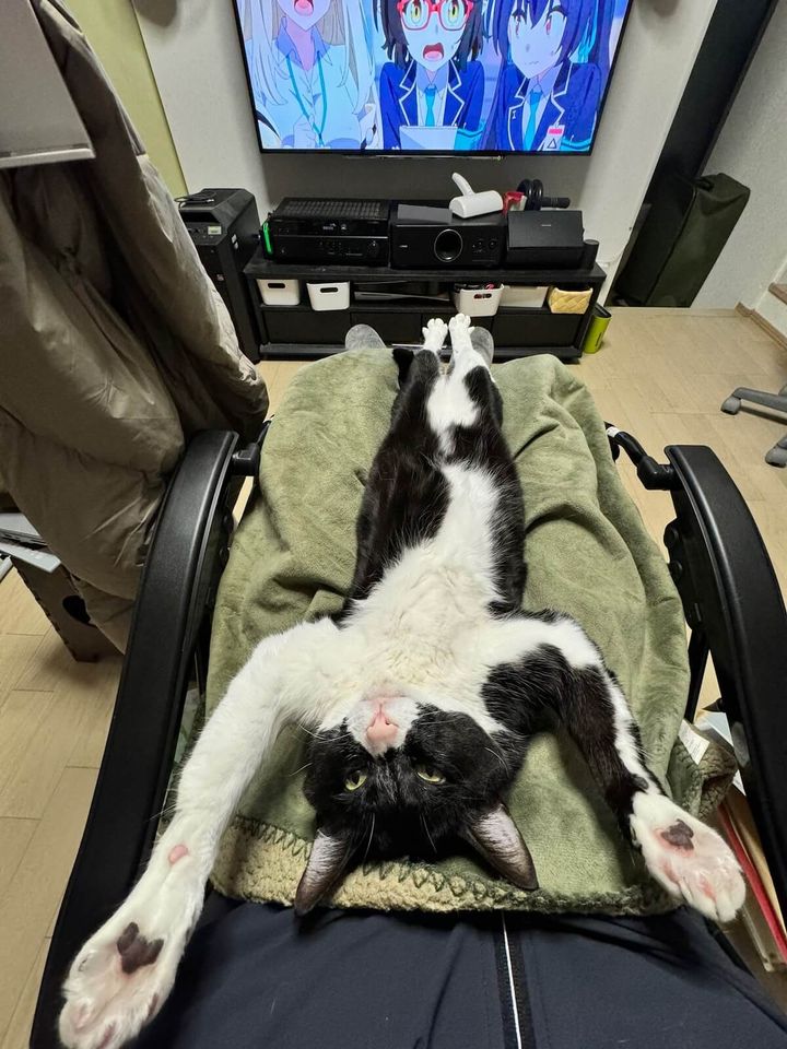 足を閉じたままヘソ天する白黒猫